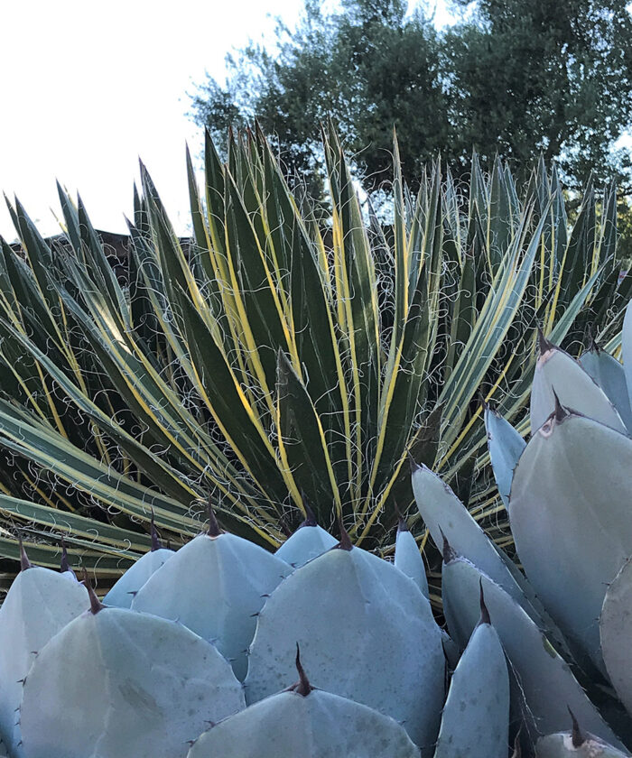 Queen of White variegated thread-leaf agave