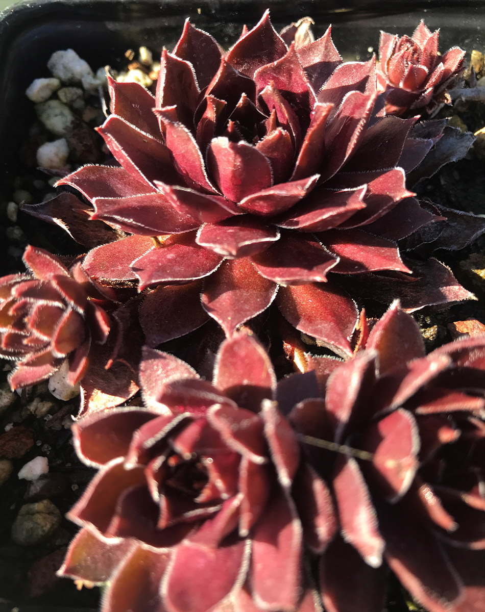 Sempervivum 'Red Lion Variegated