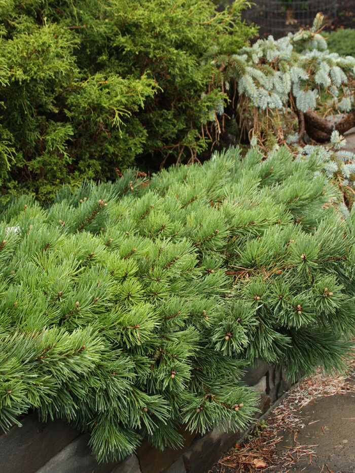 Albyn dwarf Scots pine