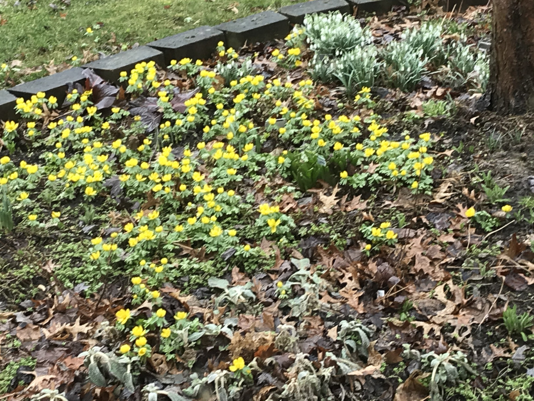 Winter aconite in bloom in a garden