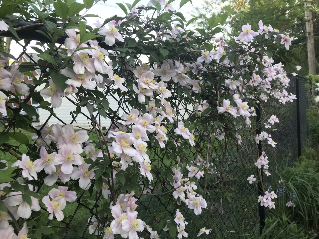 Clematis montana Odorata