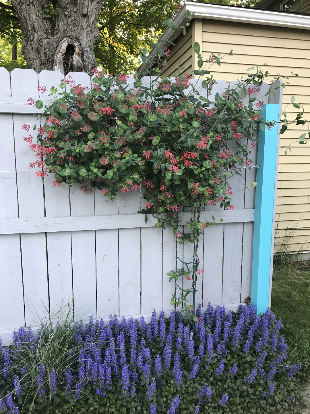 Red honeysuckle flowers growing on a white fence