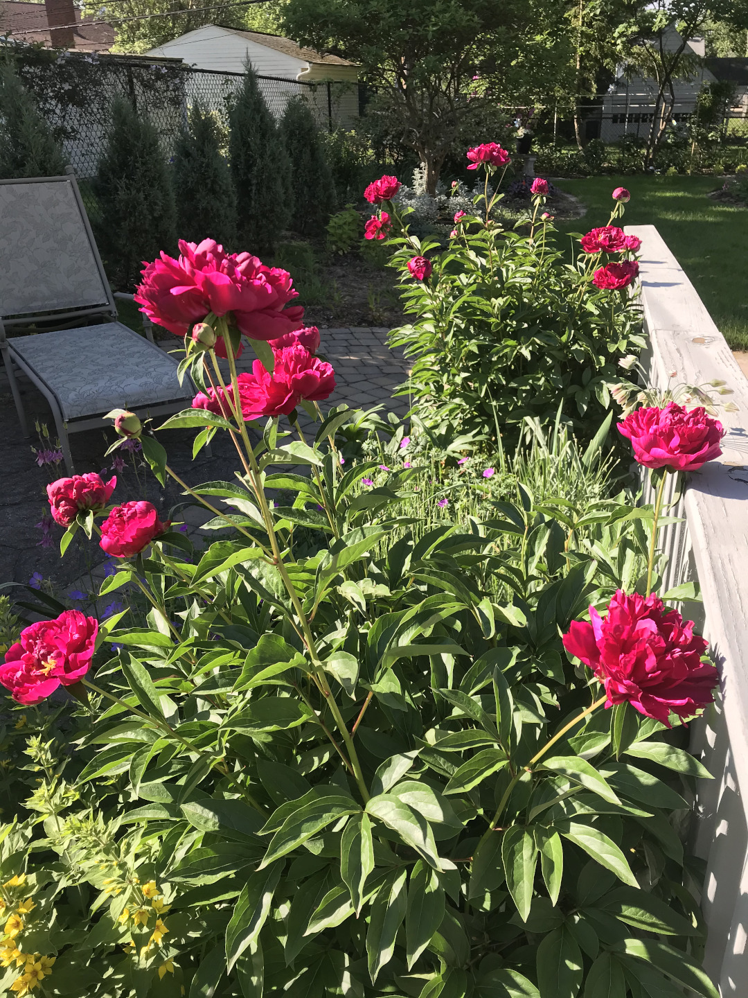 Red peonies in bloom