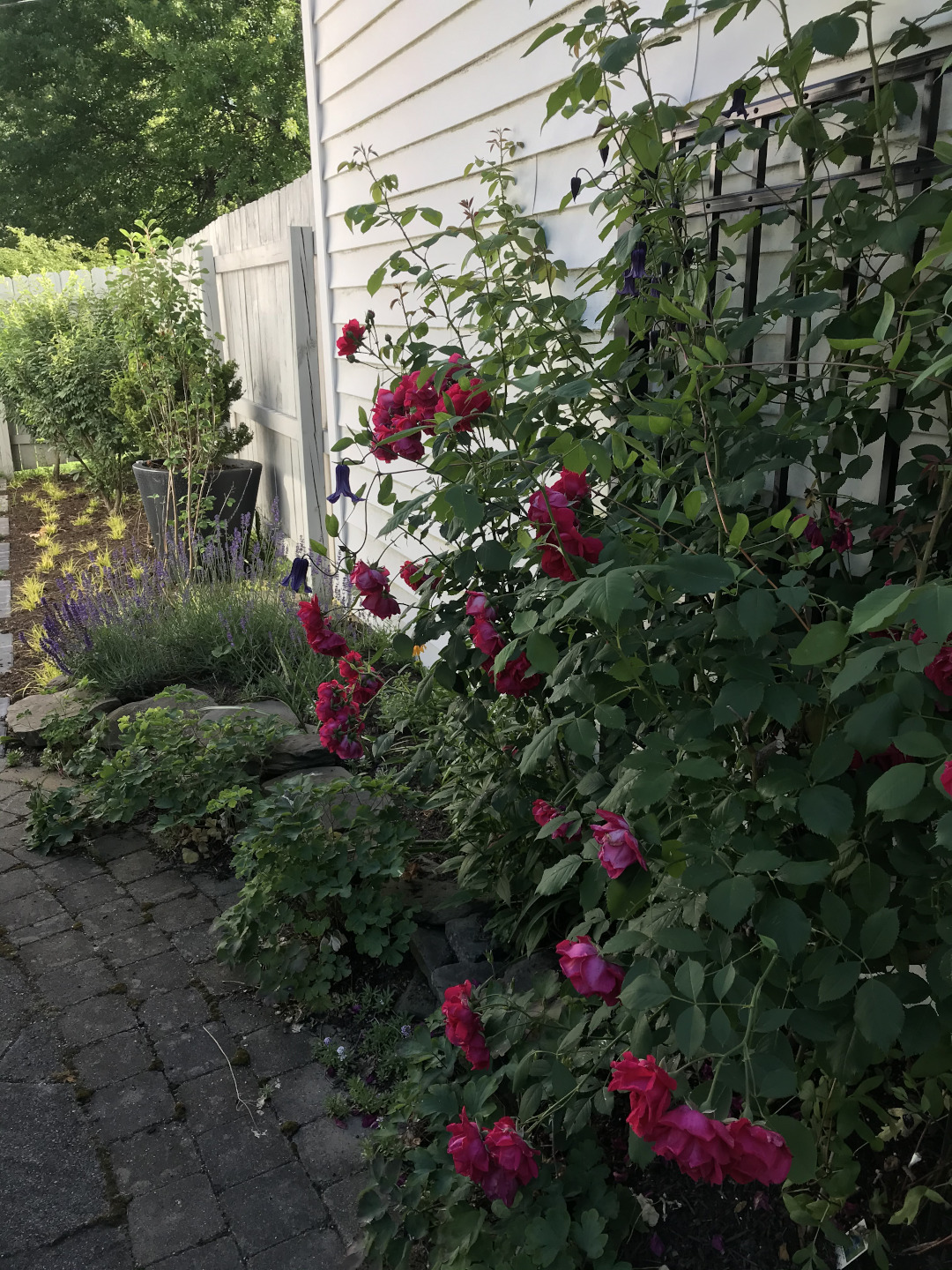 red roses growing against a white garage wall