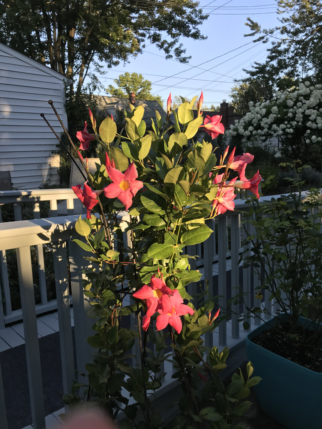 pink mandevilla flowers in evening light