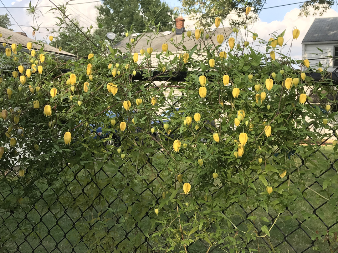 yellow clematis flowers