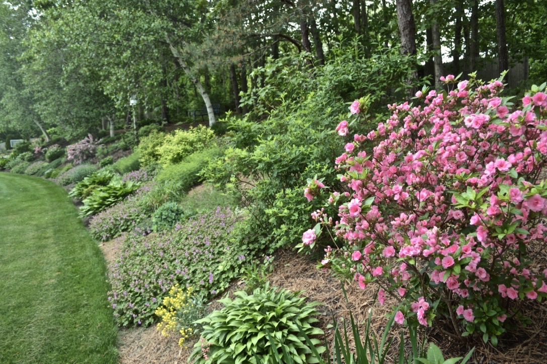 Pink azalea blooming on a hillside