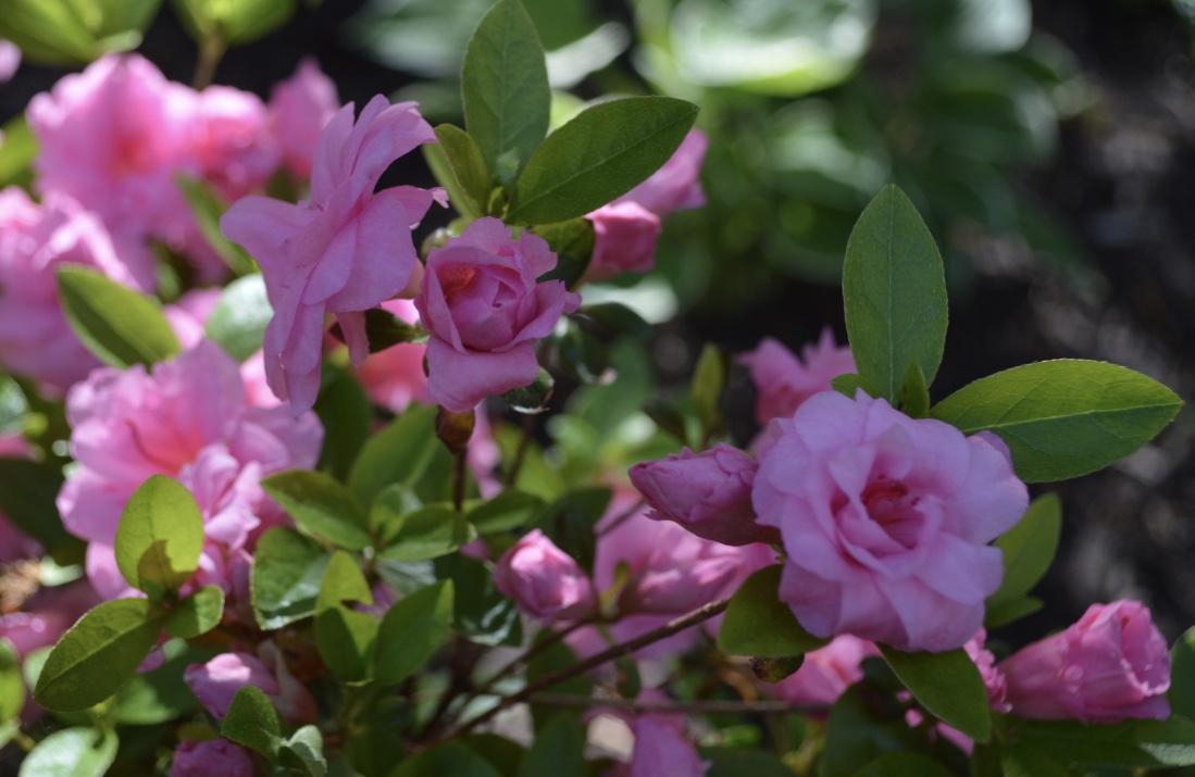 Azalea flowers with multiple petals