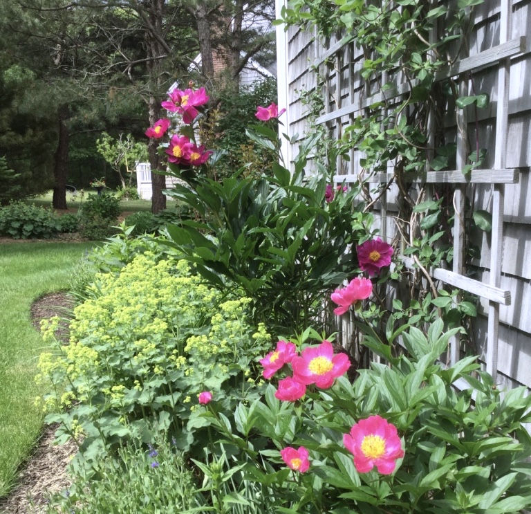 pink peonies blooming next to a wall.