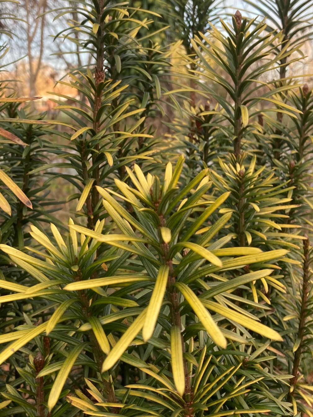 Conifer with yellow needles