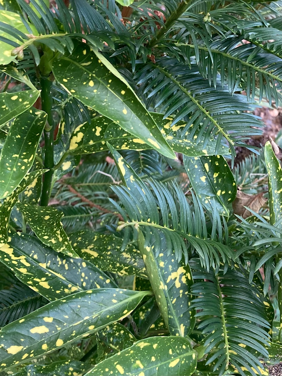 evergreen foliage