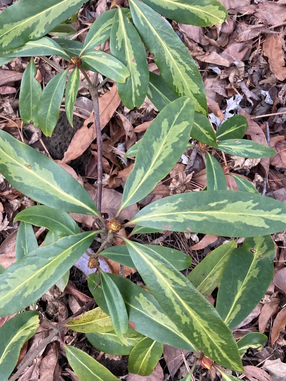 Illicium floridanum Forest Mirage