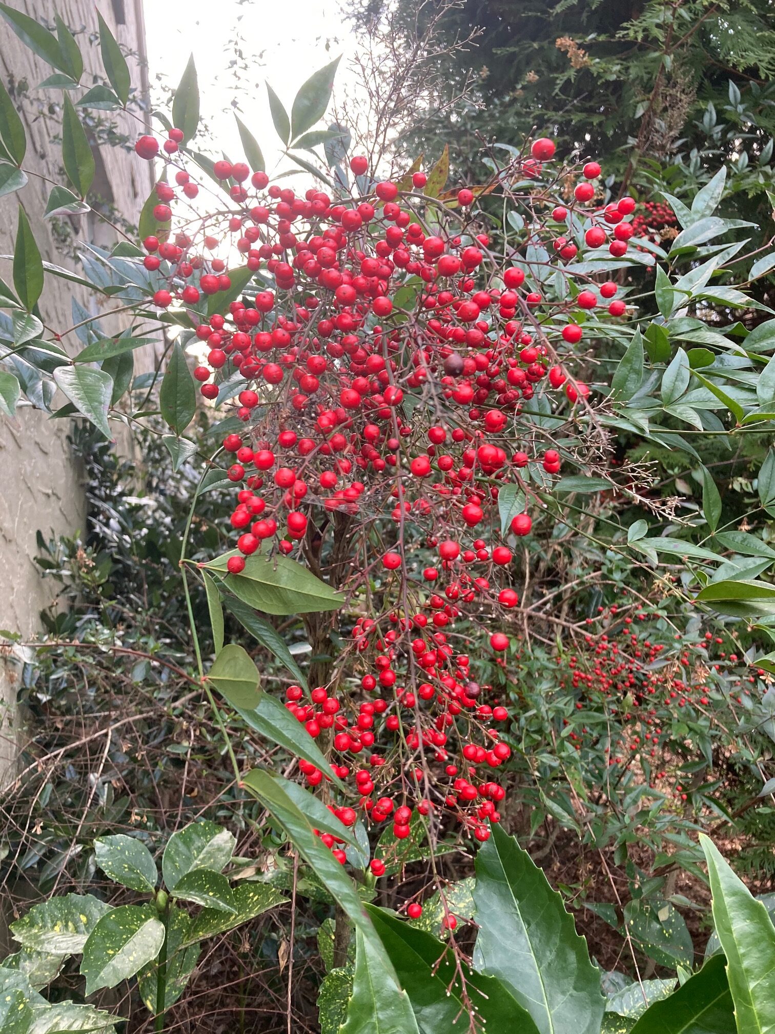 heavenly bamboo berries