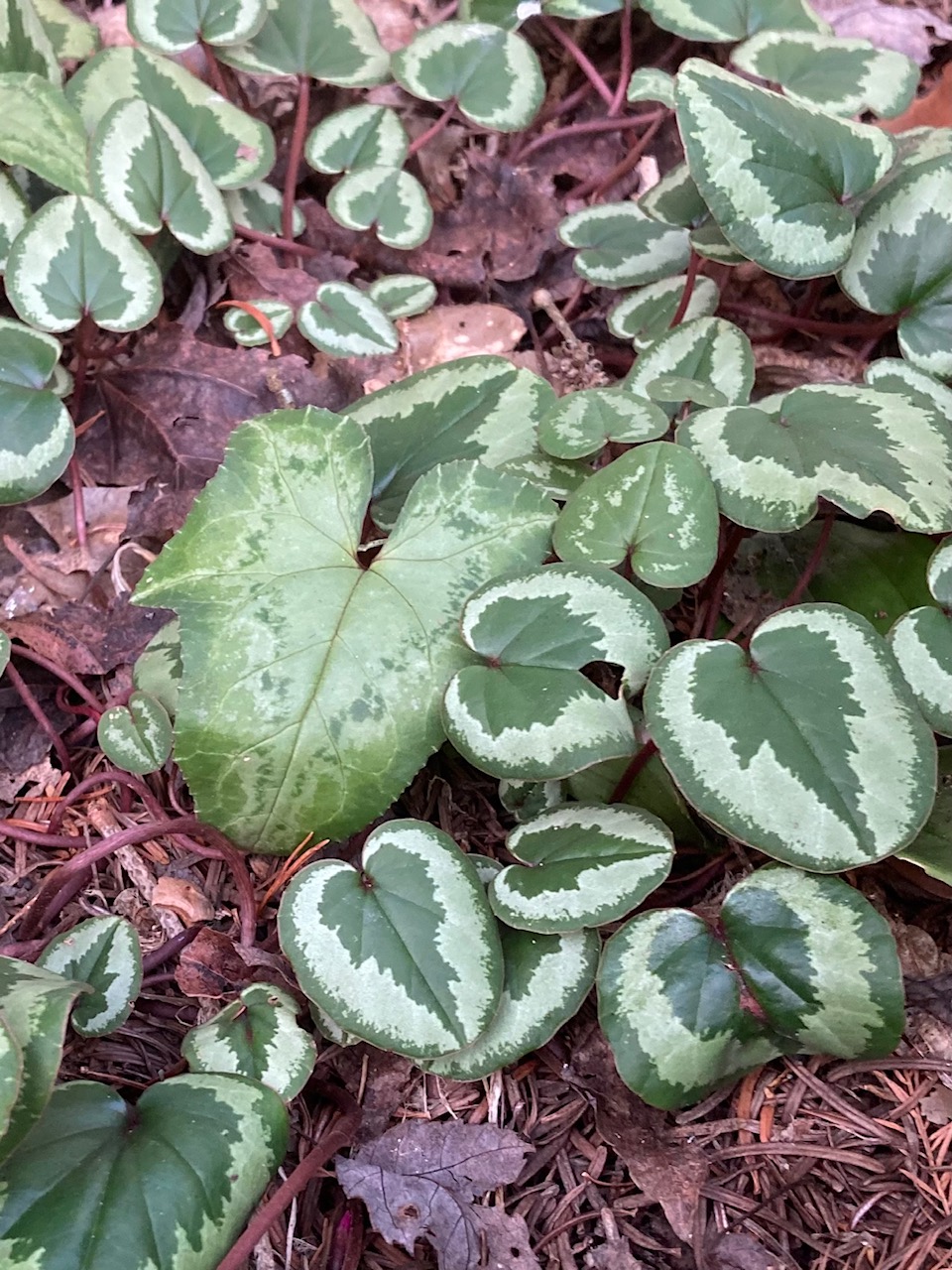 Winter cyclamen