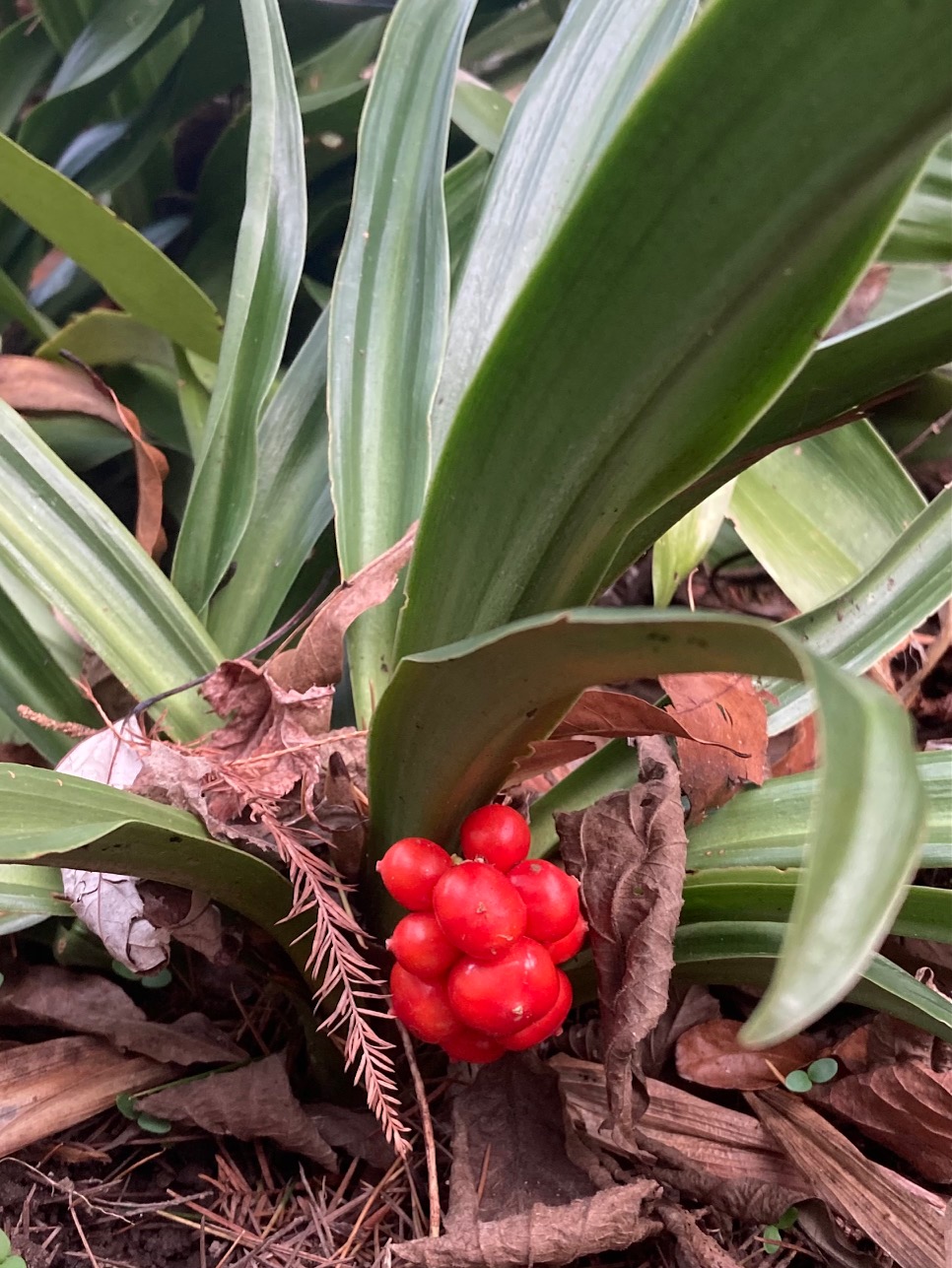 Berries on Rohdea japonica