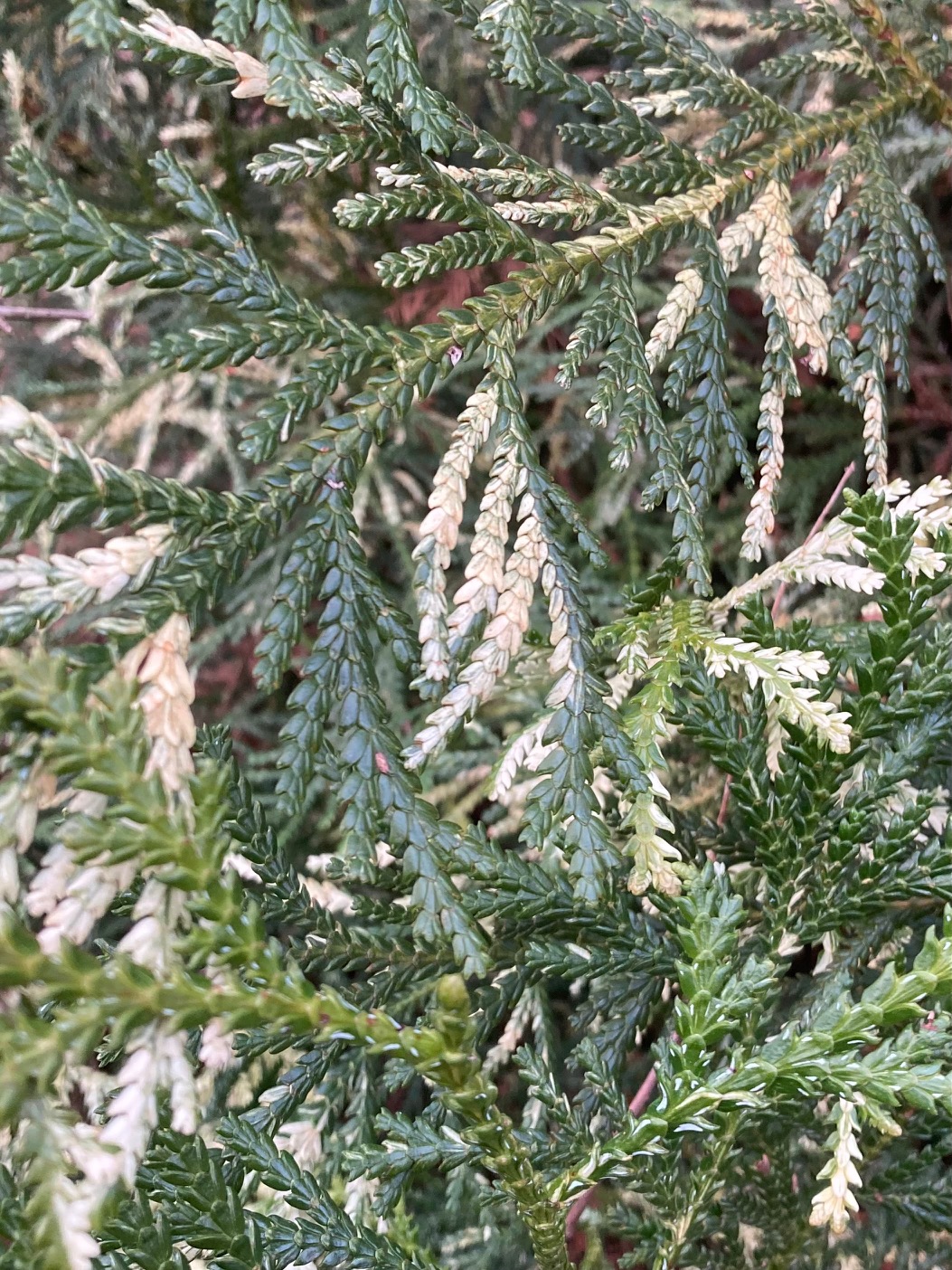 variegated Hiba arbovitae