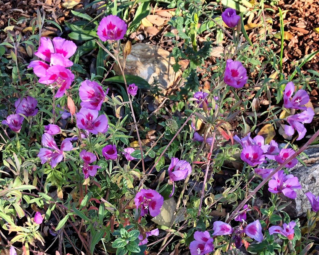 Pink-and-magenta clarkia flowers