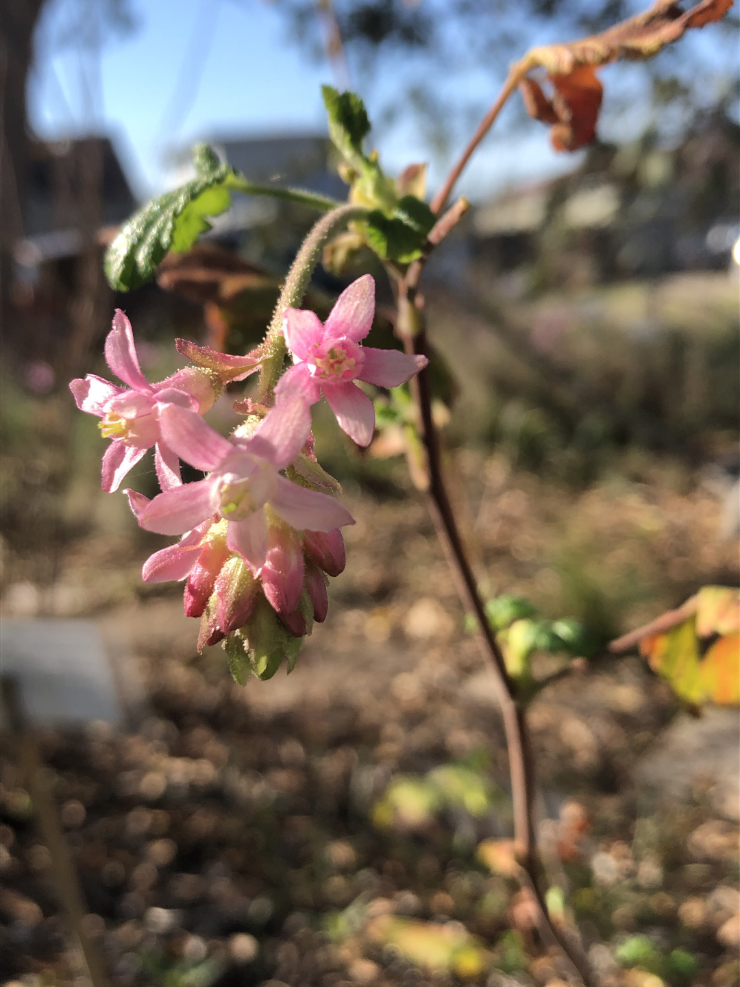 pink ribes flowers