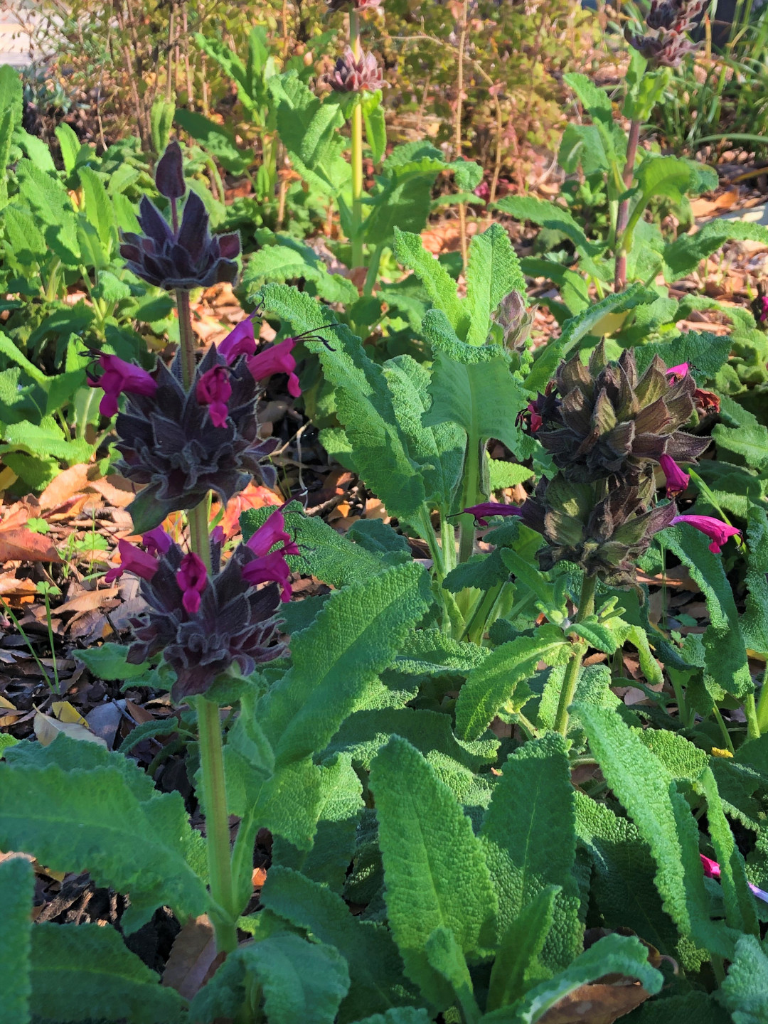 Hummingbird sage