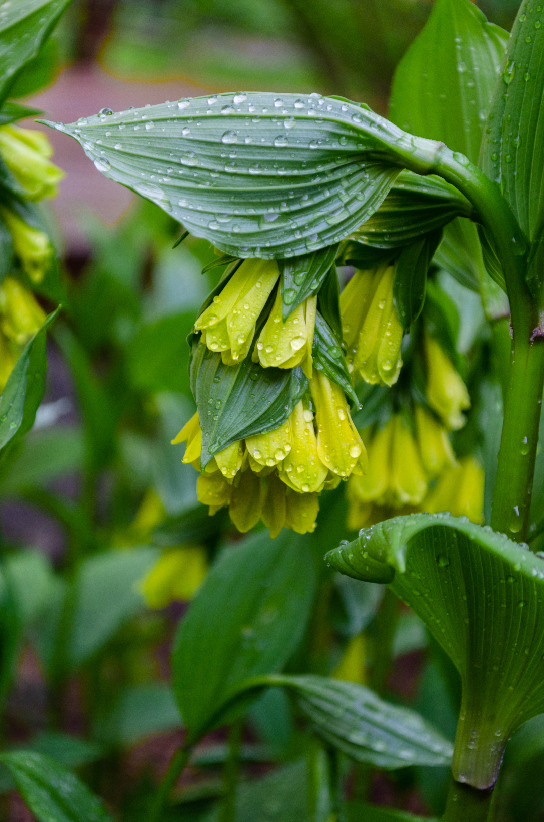 yellow fairy bells