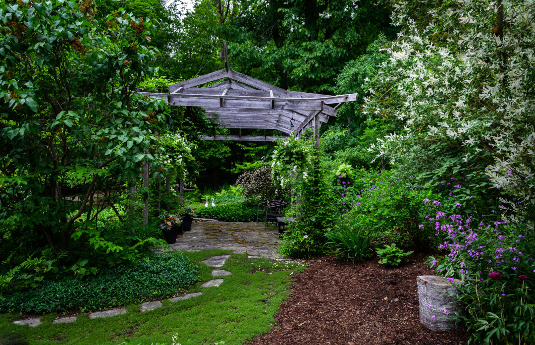 A path flanked by shrubs leading to a pergola