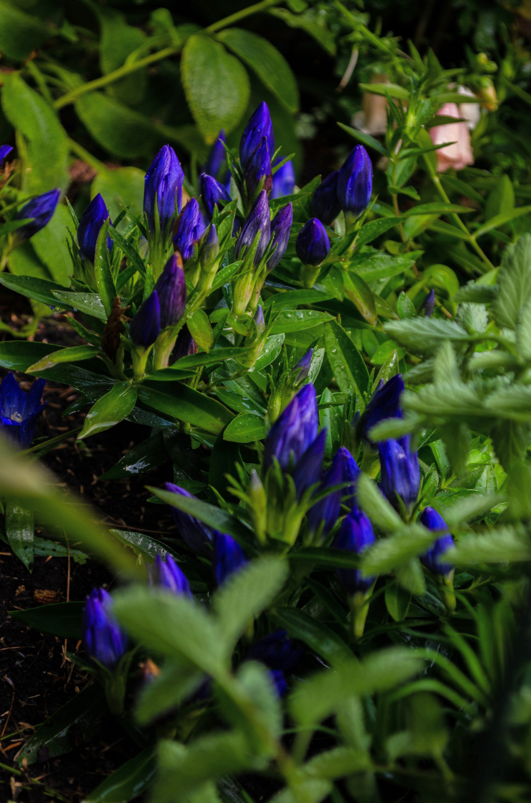 Gentiana True Blue