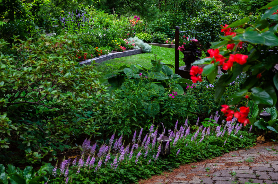 Astilbe chinensis