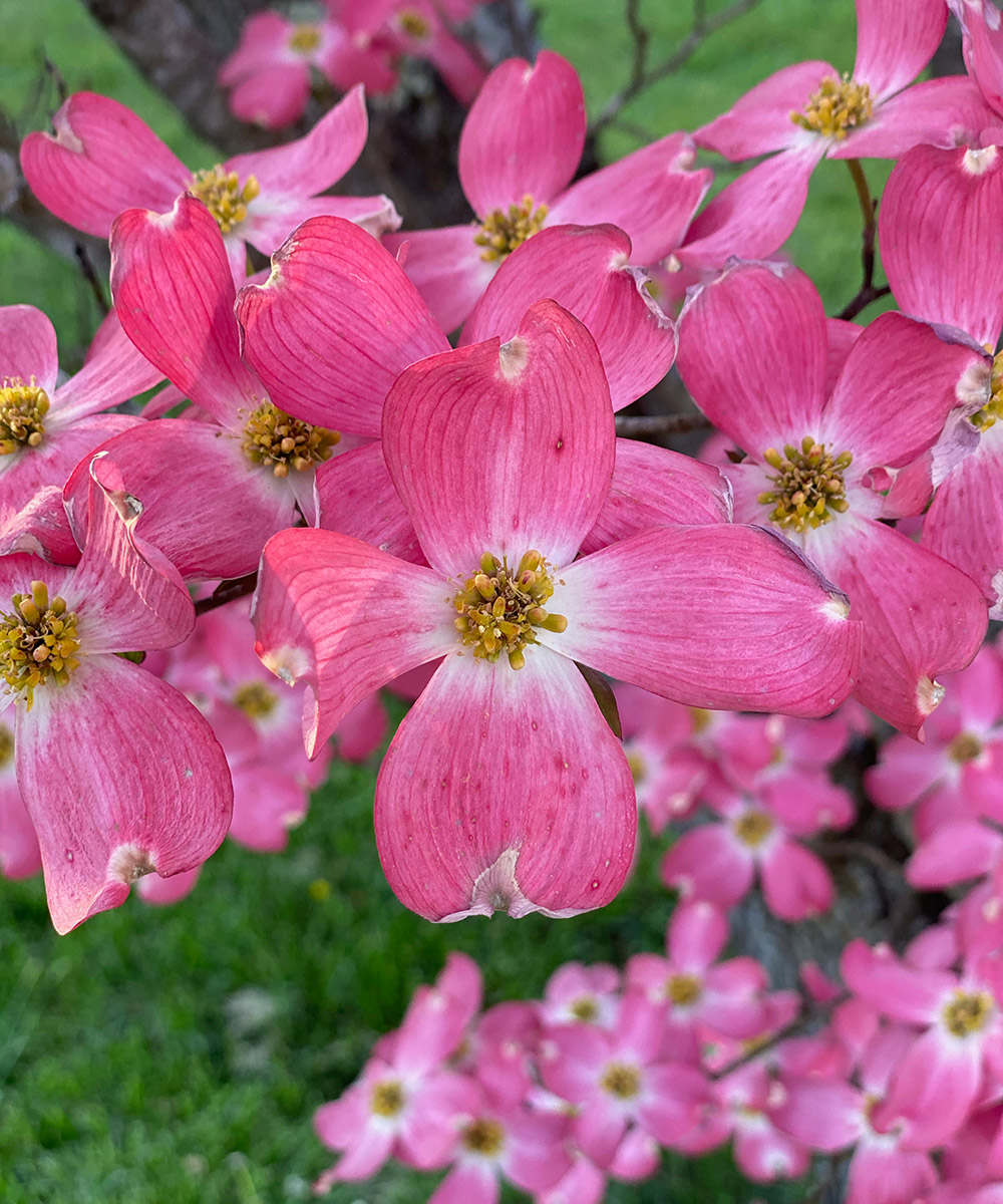 A Dogwood Quartet for the Southeast - FineGardening