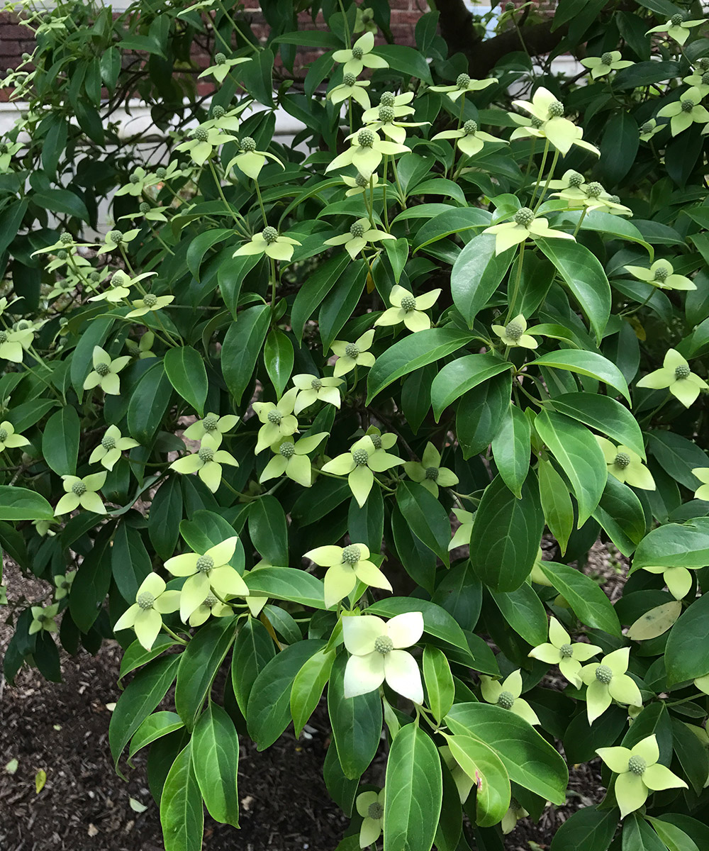 A Dogwood Quartet for the Southeast - FineGardening