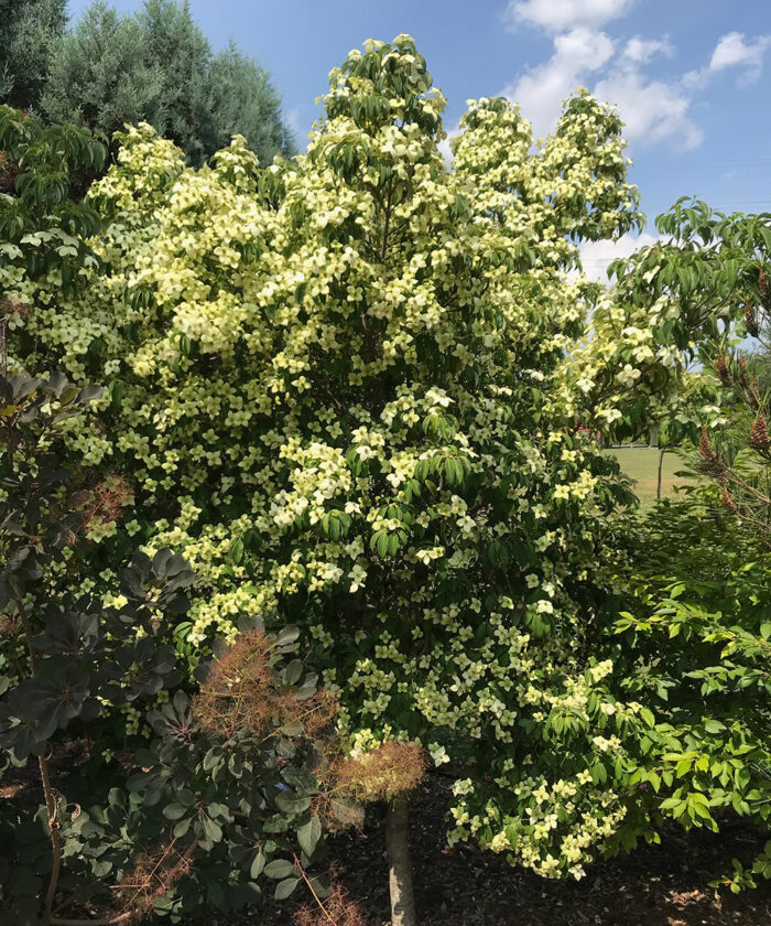 Empress of China dogwood