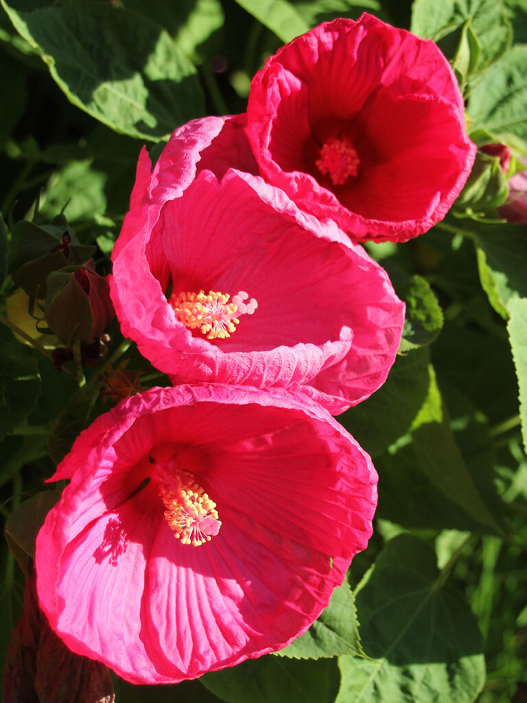 Hardy Hibiscus for the Northern Plains - Fine Gardening