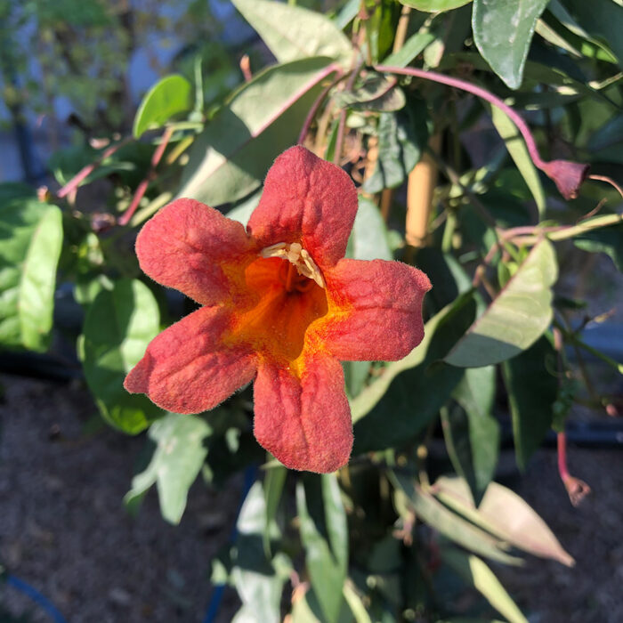 Tangerine Beauty crossvine