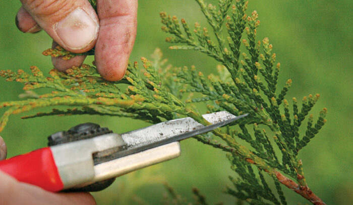 how to prune arborvitae