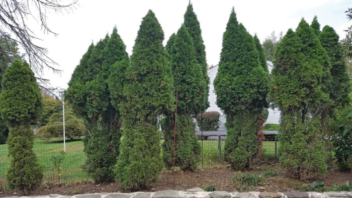 arborvitae with deer damage