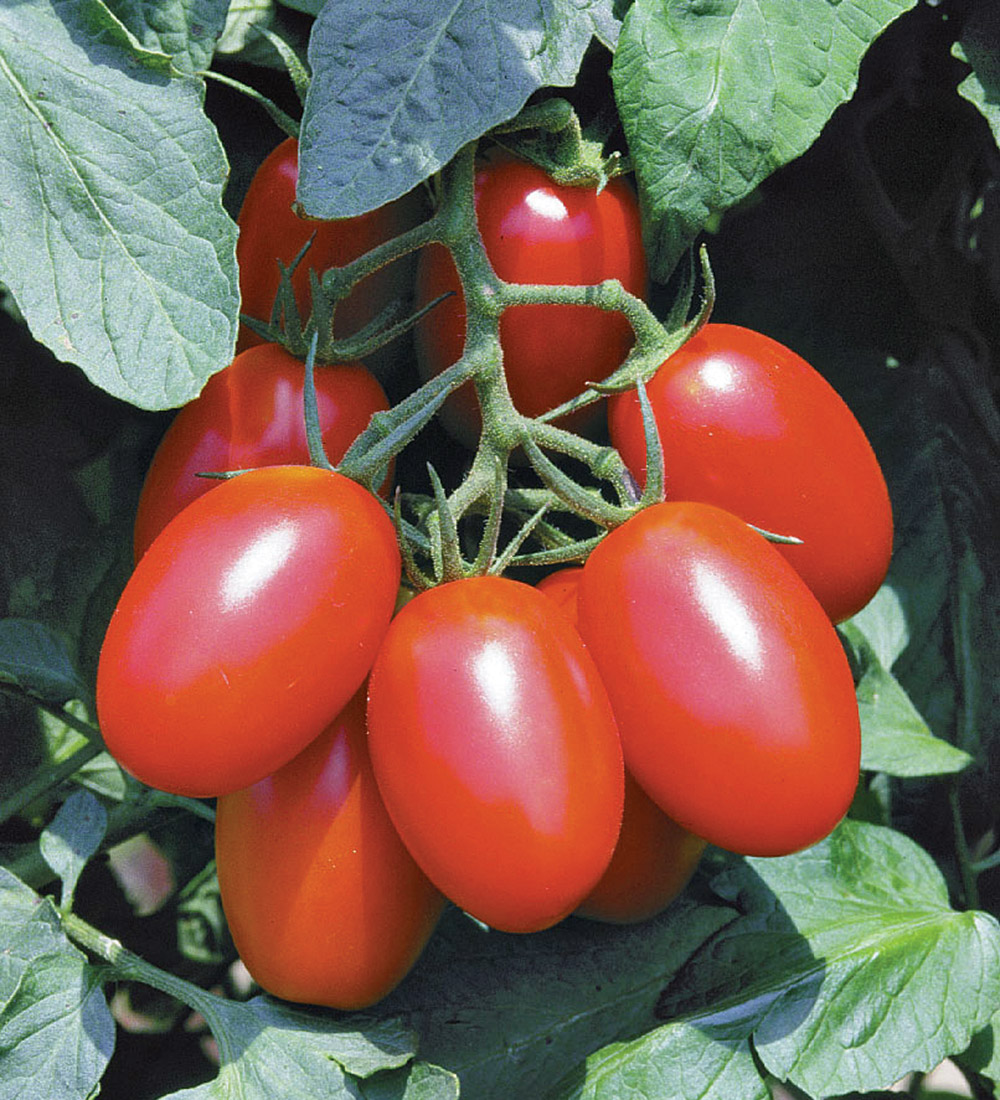 Expert Picks: The Best Tomato to Add to Your Veggie Garden - FineGardening