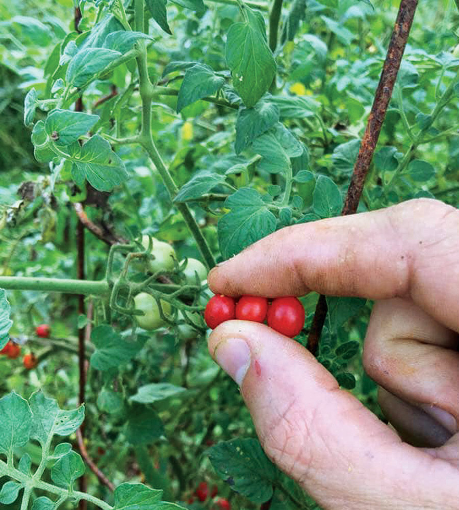 Growing Big, Red, Juicy, Beefsteak Tomatoes - Southeast AgNET