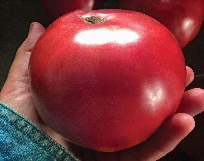 Faelan’s First Snow tomato