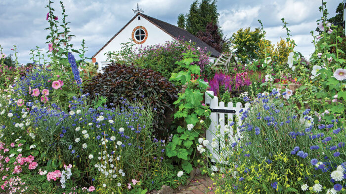 annuals in the garden