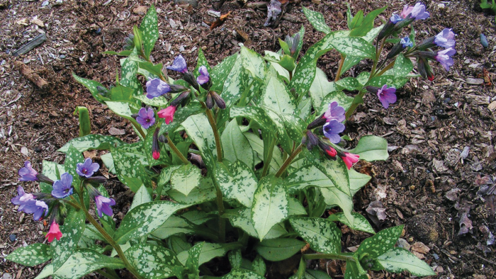 'Diana Clare' pulmonaria