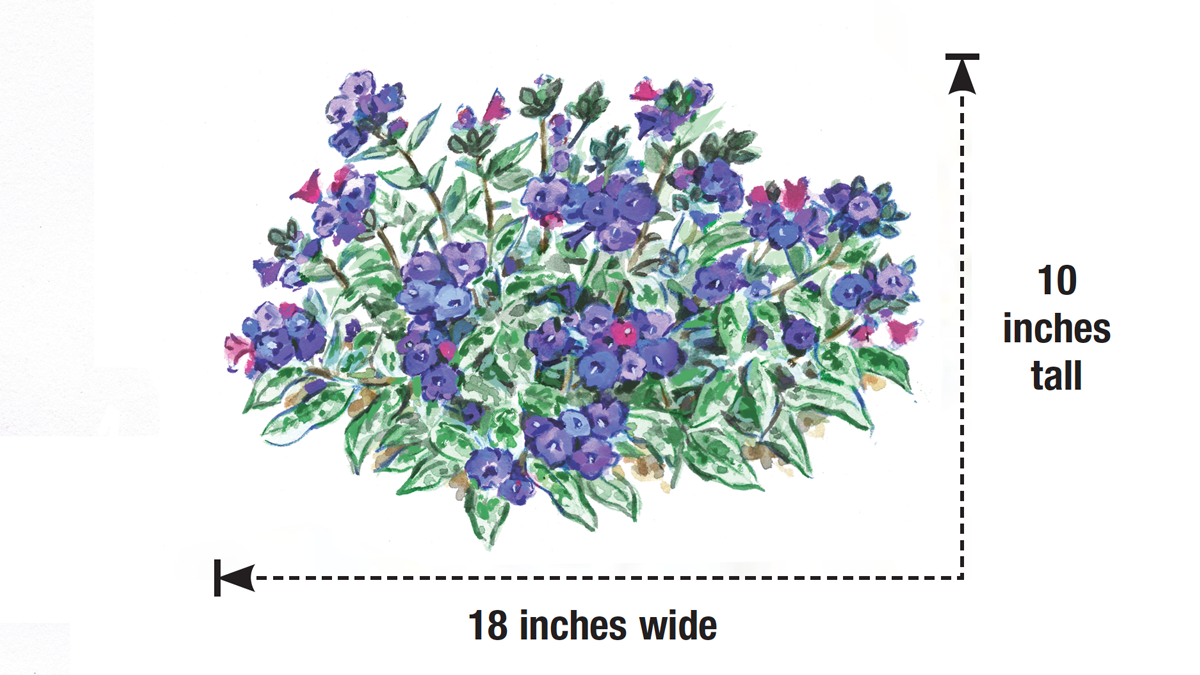 'Diana Clare' pulmonaria