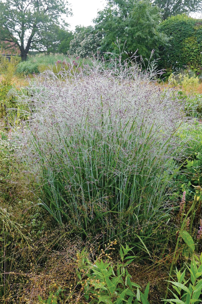 A Native Ornamental Grass with a Unique Color: 'Purple Tears' fountain grass