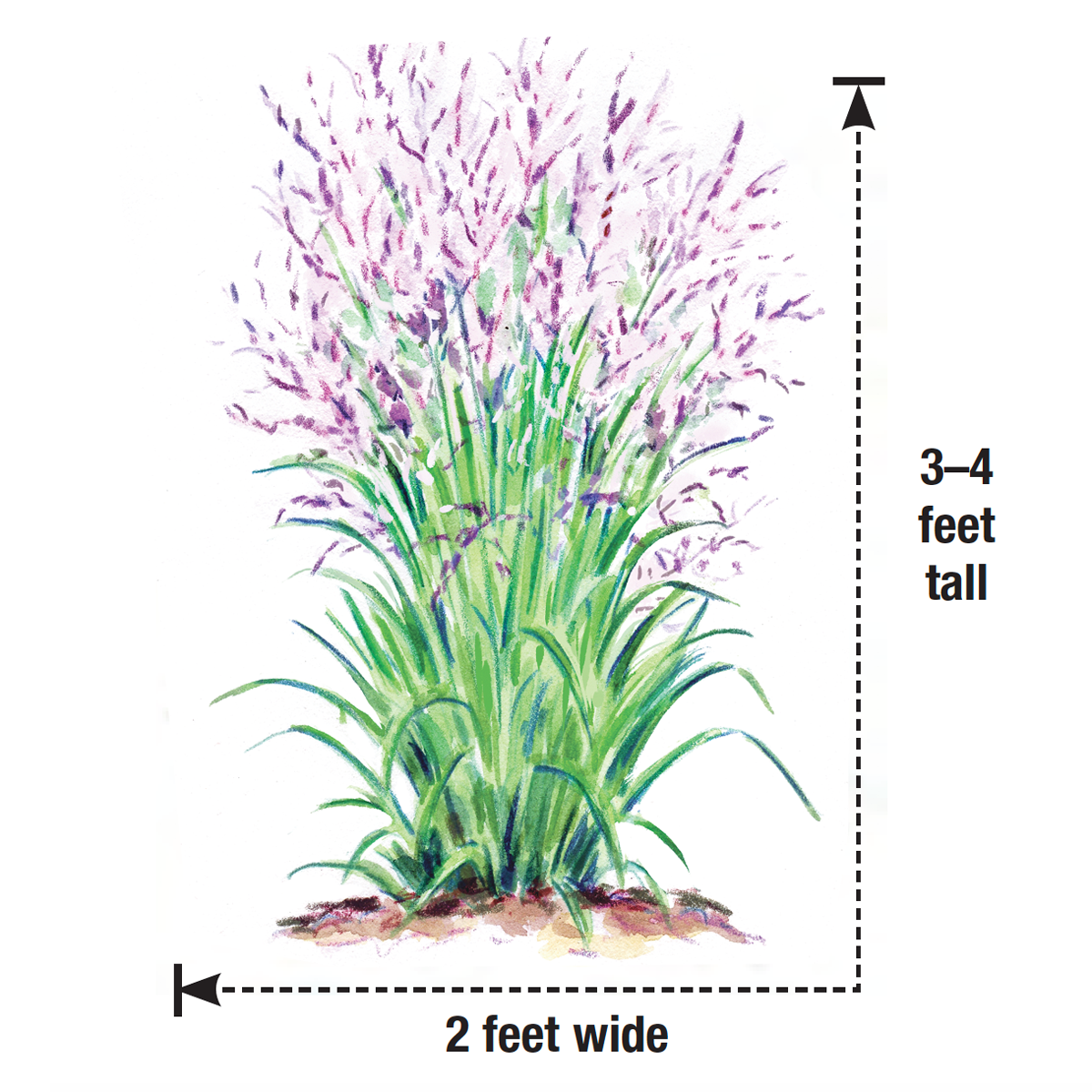 ‘Purple Tears’ switchgrass