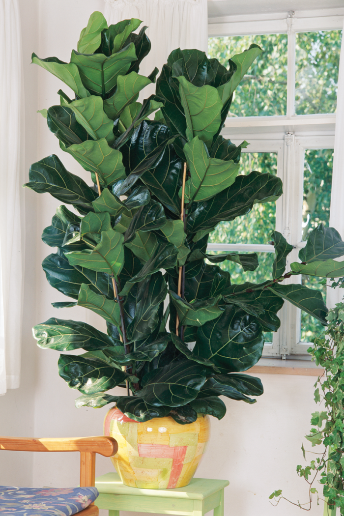 Fiddle-Leaf Figs Aren't That Fussy