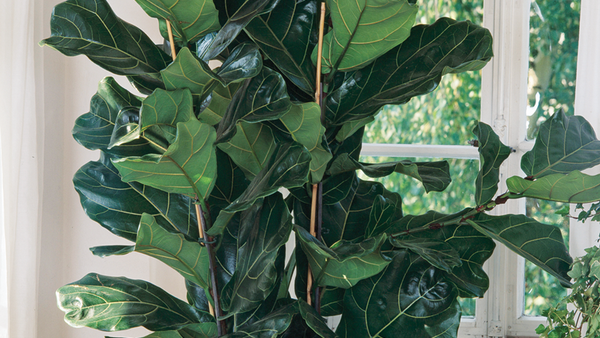 Fiddle-Leaf Figs Aren't That Fussy - Fine Gardening