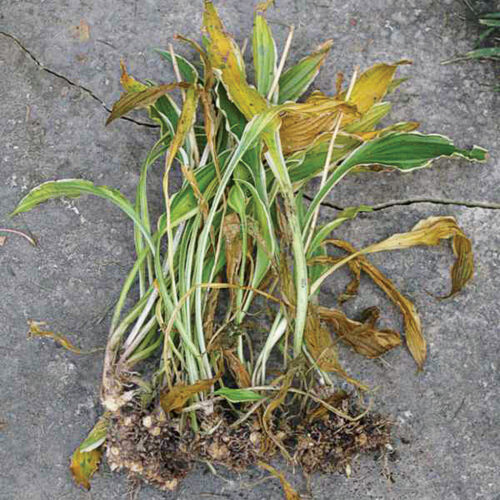 Root Damage from Voles