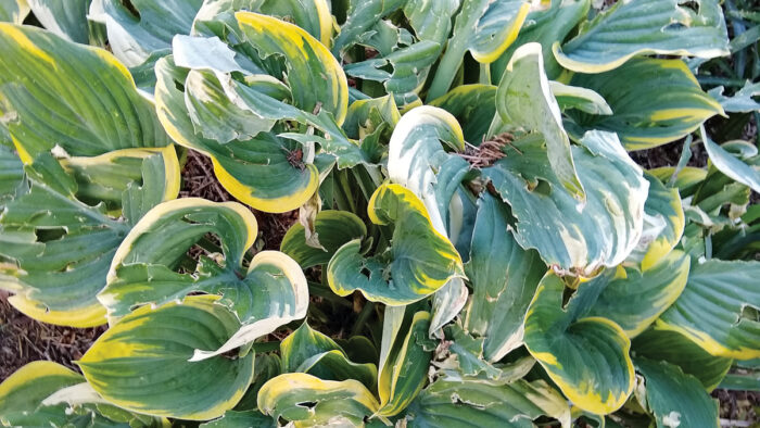 What's wrong with my hosta?