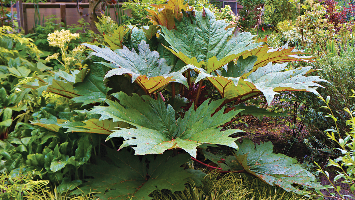 ornamental rhubarb