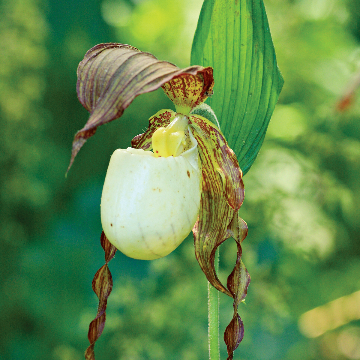 Kentucky lady’s slipper is tougher than you think