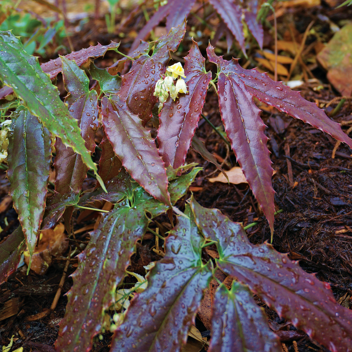 Wushan epimedium