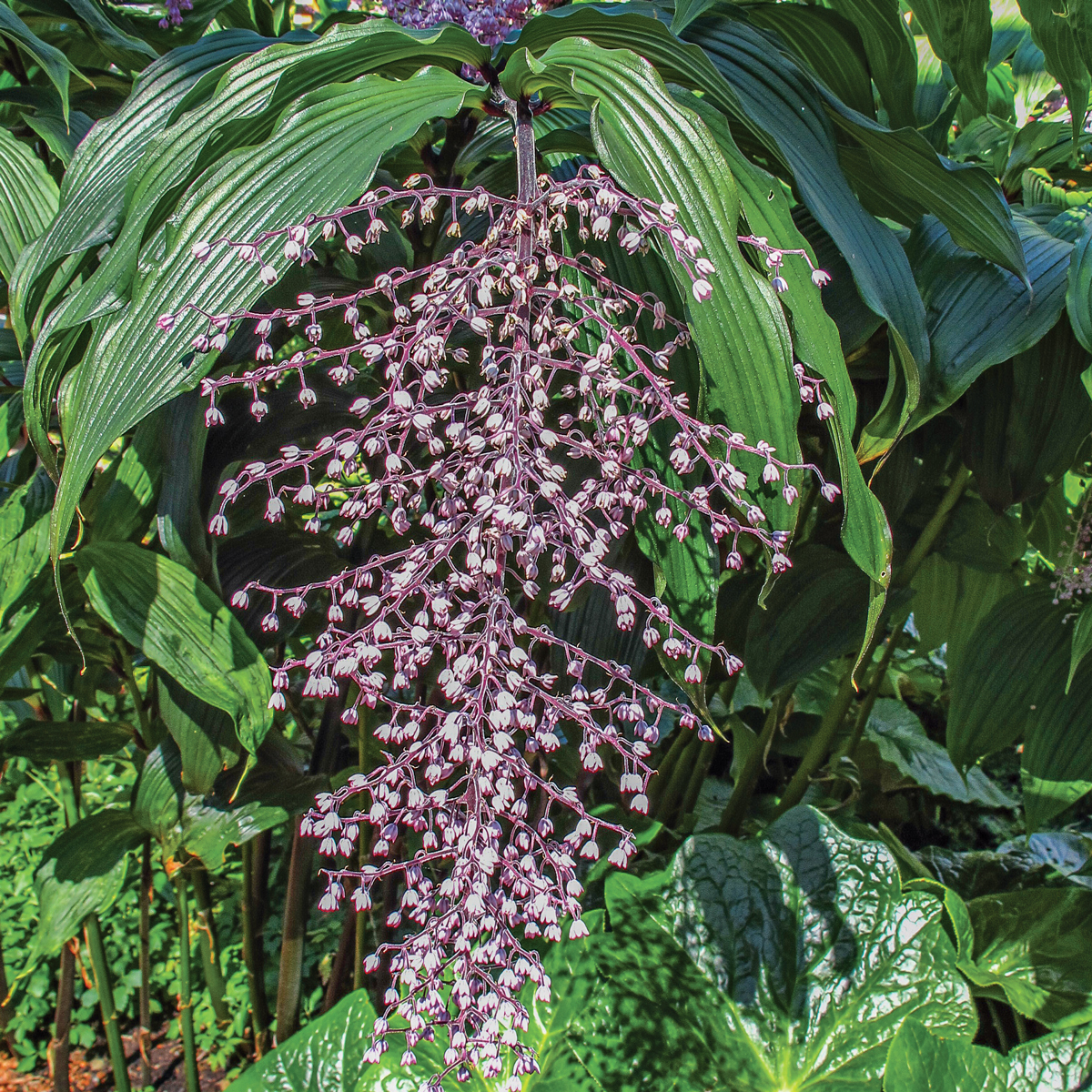 Asian false Solomon’s seal lights up the shade